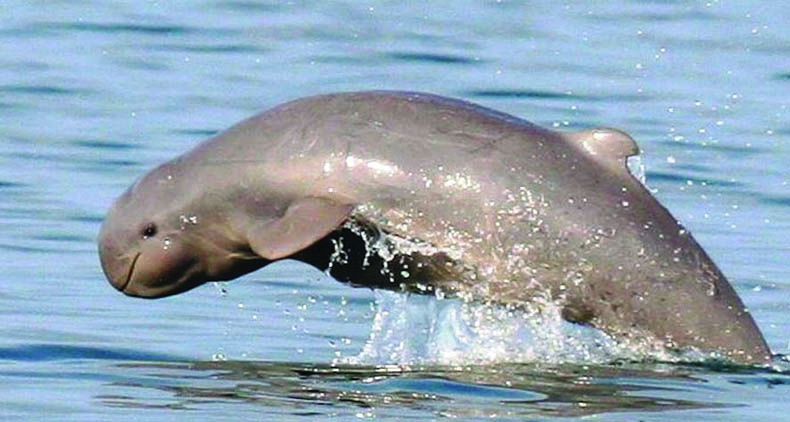 Marine mammals disturbed by warming waters