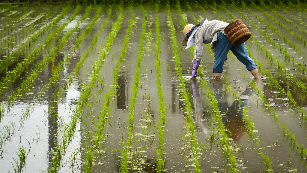 Education Influences Organic Rice Farming Adoption